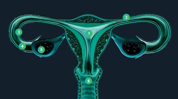 Understanding Your Reproductive System: The First Step to Overcoming Infertility