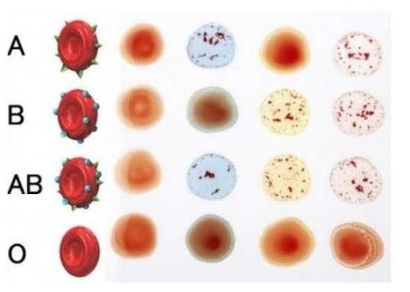 Does Your Blood Type Affect Your Ability to Conceive?