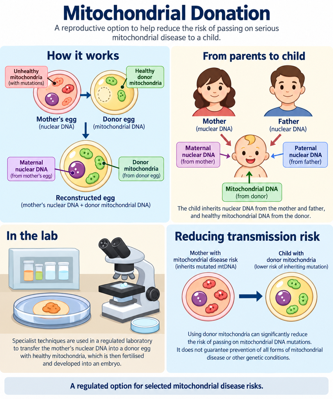 Mitochondrial Donation: What Does “Three-Parent Baby” Leave Out?