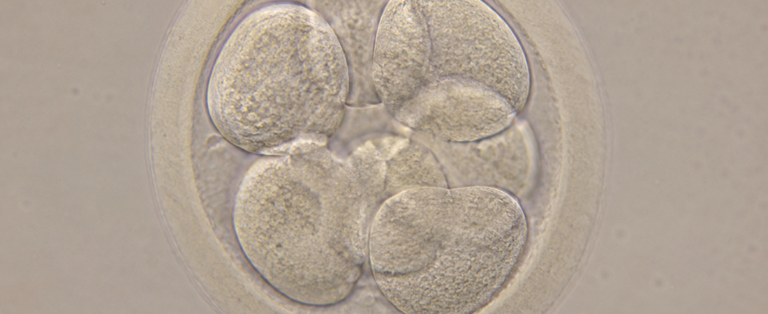 “Reaching Day 7 to Blastocyst? These Embryos Can Still Achieve Pregnancy”