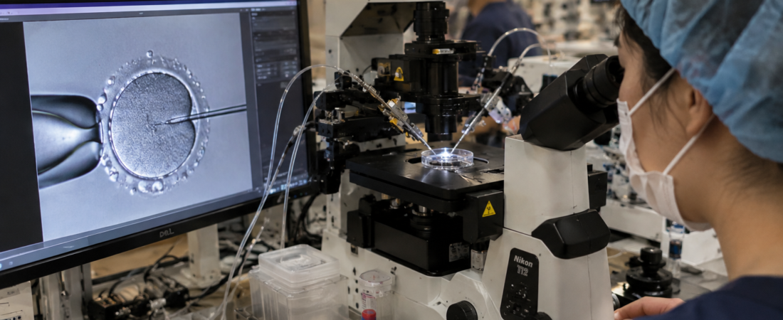 An embryologist examines an oocyte under a microscope in an IVF laboratory.